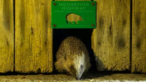 Christopher Morgan/PTES & BHPS/PA Wire Image shows a hedgehog coming out of a gap in a fence, with a small green above the gap reading 'Hedgehog Highway'. 