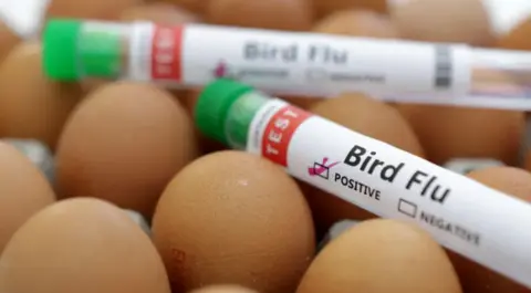 Reuters A test tube with the words bird flu written on a label. It is resting upon lots of eggs.