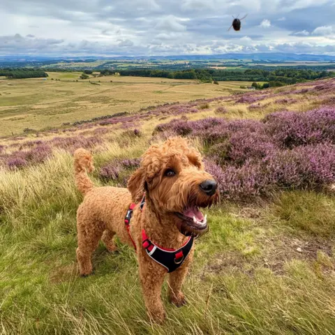 Eva Ablett A brown dog on a hillside among purple heather, looking up at an insect.