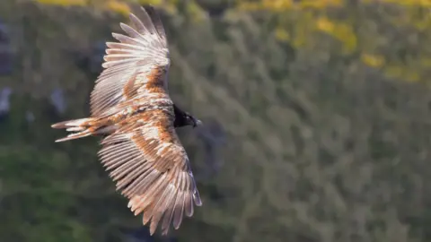 Indy Kiemel Greene Bearded Vulture