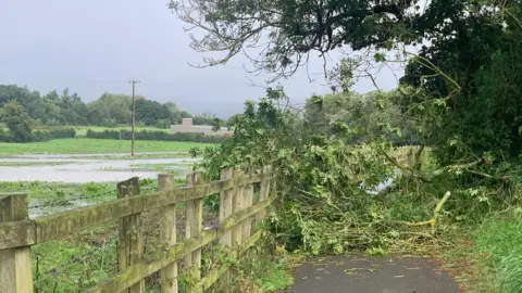 Peter Breene Trees blocking a path in Drumbeg