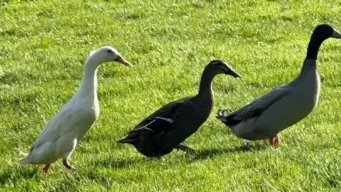 Three runner ducks standing in a line on a lawn. One is white, one is black and the other is grey