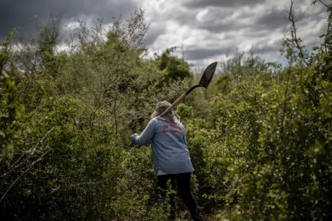 ALEJANDRO CEGARRA A member of the Searchers walks into some bushes to look for remains