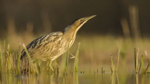 RSPB Bittern standing in pond with reeds