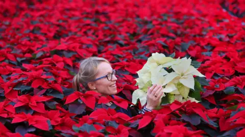 Arden Lea Nurseries A woman's head poking out from a sea of red poinsettias. She is wearing glasses, and holding a white poinsettia
