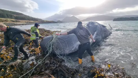 Three volunteers attempt to cut ropes from the whale after it stranded on a shoreline in Raasay. Hills on Skye are in the distance.