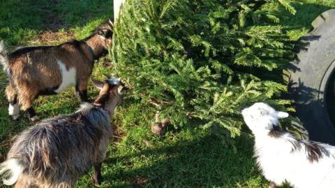 Willowbank Farm three pygmy goats, two brown, one white, munching on a Christmas tree in a field