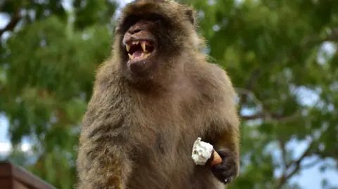 Gibraltar Macaques Project A macaque baring its teeth holds an ice-cream cone in his left paw. 