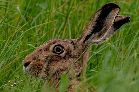 Bruce Carrington A close-up image of a brown hare, taken side on