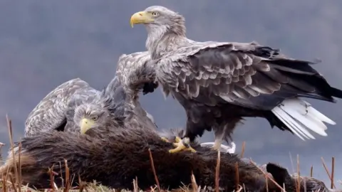 Two white-tailed eagles feeding on a large animal carcass in a muted, natural setting.
