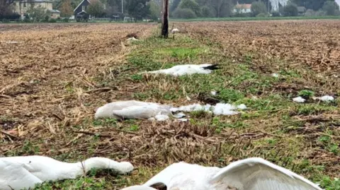 Kane Brides/X Number of dead swans strewn in farmland field in the Fens