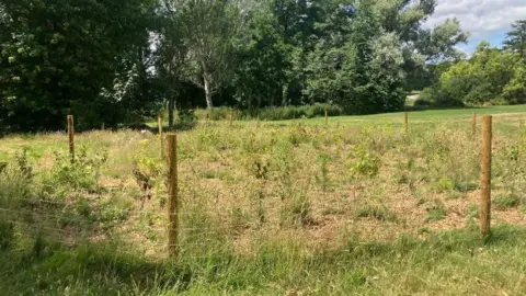 Derby City Council The trees that have been planted in one of the parks, surrounded by a fence