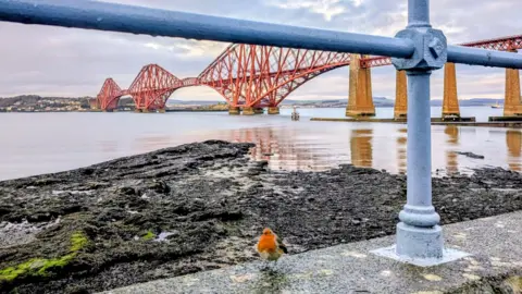 Suzanne McDowell A small robin perches on a stone seawall beneath blue railings, with the iconic red Forth Bridge spanning calm waters under a cloudy winter sky.