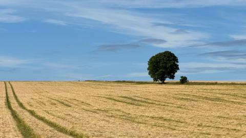 SUNDAY - A single green tree on the horizon near Burford. It is on the edge of a golden field of crops that has a tractor track running through it. There is a blue sky with white clouds.