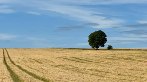 Corinne T SUNDAY - A single green tree on the horizon near Burford. It is on the edge of a golden field of crops that has a tractor track running through it. There is a blue sky with white clouds.