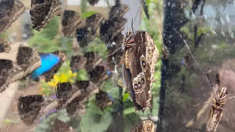 Dozens of butterflies on a sheet of clear plastic