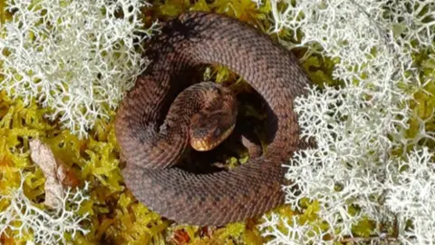 An adder curled up tightly with brown scales, lying on white and green lichen.