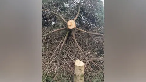 Durham Police The cut stump of the tree which is narrow and looks like it has been cut at an angle but is not a clean cut. The underneath of the tree is behind the stump with loads of small brown branches.