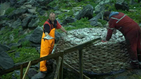 Two hunters stand on rocky terrain picking dead gannets off of a large basket