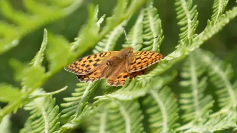 A orange butterfly with a spotted black pattern is seen perched on green leaves. 