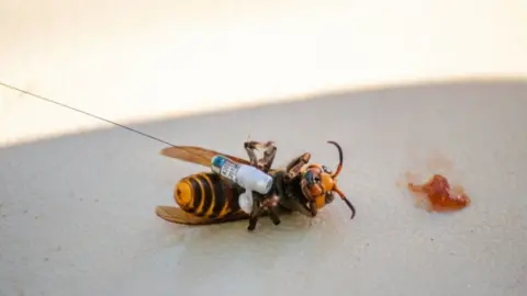 Reuters Scientists in Washington state fitted a tracking device to the insects using dental floss