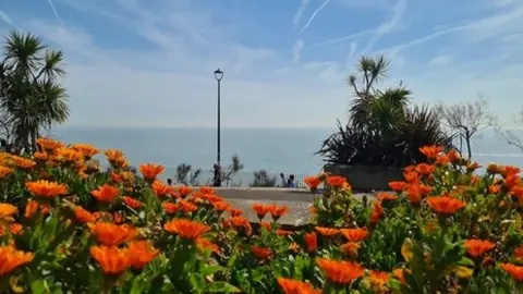 Orange flowers frame the front of a view of blue sea and sky