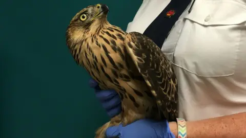 RSPCA Picture of a goshawk