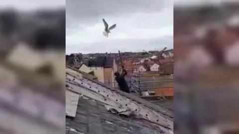 Ideal Roofing Ltd Roofers use broomsticks to fend off seagulls