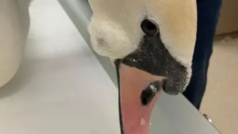 RSPCA Injured swan