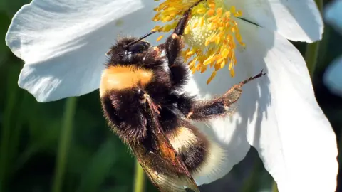 AFP Bee collecting pollen near Moscow, file pic