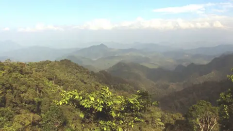 RBGKew Forest, Colombia