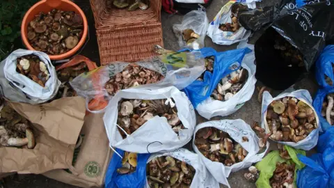 Bags of foraged mushrooms