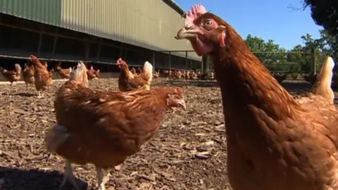 Hens on poultry farm