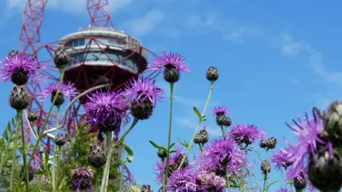 Queen Elizabeth Olympic Park Knapweed