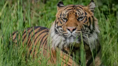 Chester Zoo male Sumatran tiger