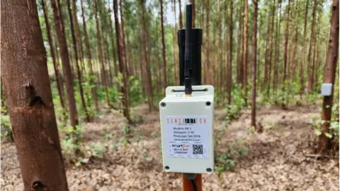 SensaioTech SensaioTech sensort in a forest