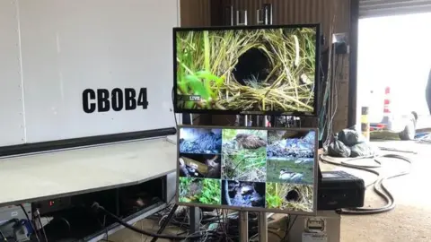 A live feed - with a close up of the chiffchaff nest and a cross-section of different camera feeds beneath