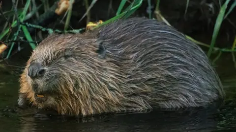 Getty Images Beaver