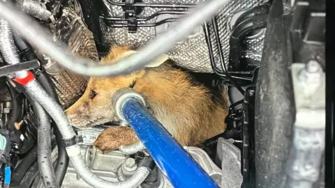 RSPCA Fox stuck inside the engine of an Amazon van