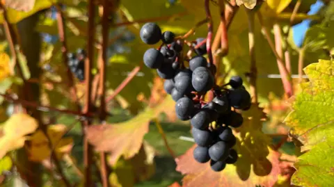 A close up picture of red grapes on a vine. Stems and leaves can be seen behind the grapes on the vine.