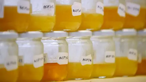 AFP via Getty Images Rows of jam jars containing honey. The labels are handwritten by scientists testing the honey.