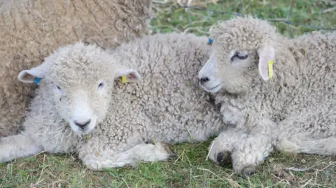 Lincolnshire Showground Two sheep laying on the floor with small blue and yellow tags on their ears. They are white with cute curly fur.
