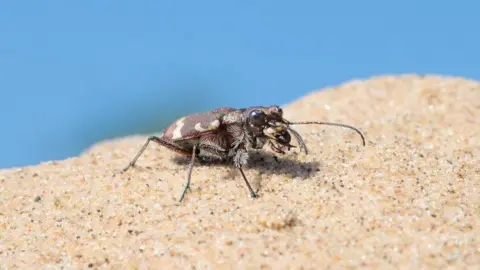 Alex Hyde Close up of the northern tiger dune beetle on sand. It has multiple hairy legs and two large eyes and a large chewing mouth path. It is khaki coloured. 