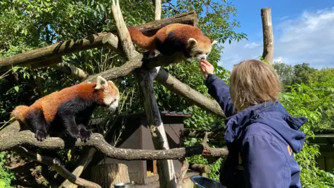 Red pandas sitting in a tree being hand-fed by a keeper on a sunny day