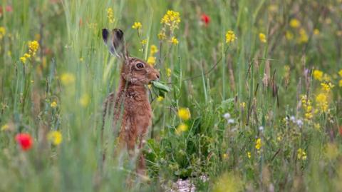A hare among long green grass, and red and yellow wildflowers in the South Downs near Arundel 