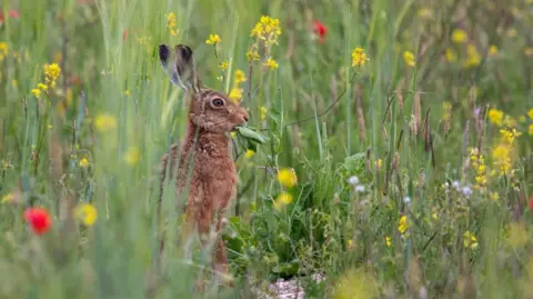 Adam Huttly A hare among long green grass, and red and yellow wildflowers in the South Downs near Arundel 