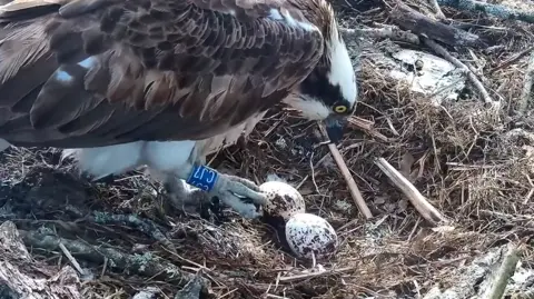 An osprey standing over two speckled eggs in a large nest. The bird has a blue ring on its leg with CJ7 written on it.