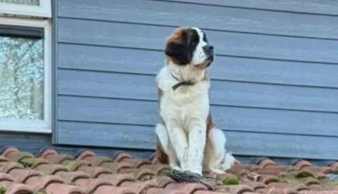 A large brown and white St Bernard dog sits on the tiled roof of a house. A window can be seen behind it, along with some grey cladding. There is some moss on the tiles.