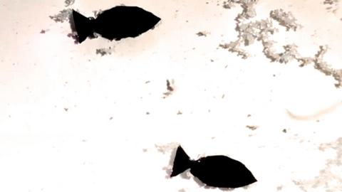 Two robot fish designed to eat microplastic