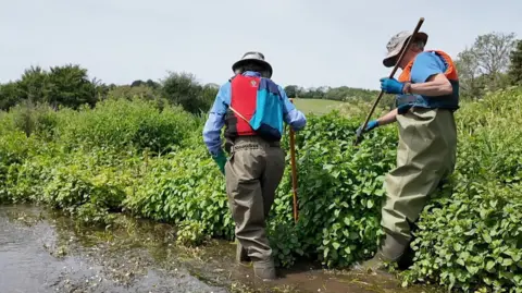 BBC A man and woman in hats, lifejackets and waders stand in the River Meon searching the river bank for signs of water voles